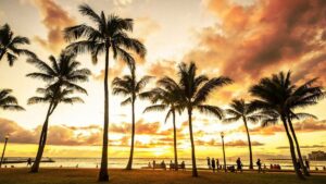 palm trees along beach at sunset